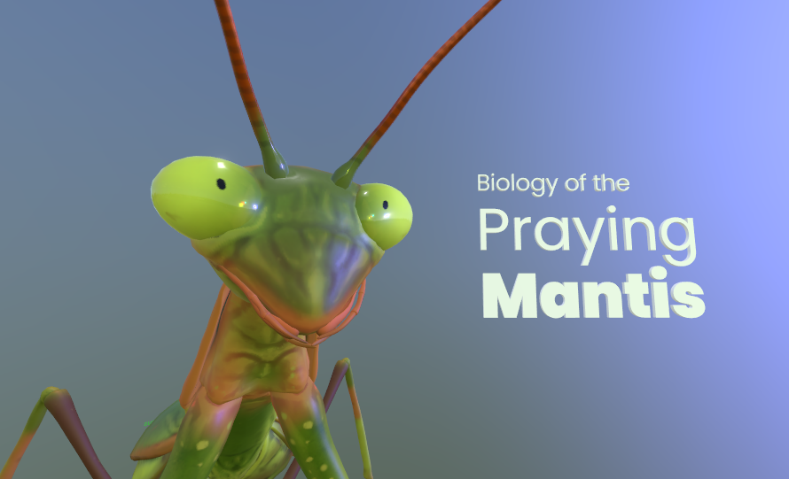 Biology of the Mantis